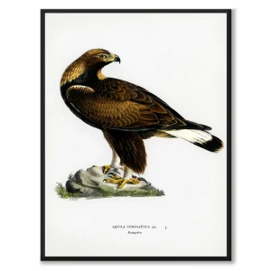 Golden Eagle