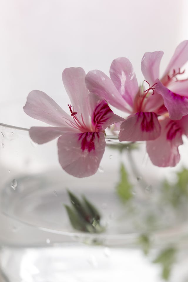 ”Den Mogna Visa Huden” lilla vårdande paketet.